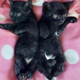 白いパンツを履いた黒猫🐈Brother's - 宮若市