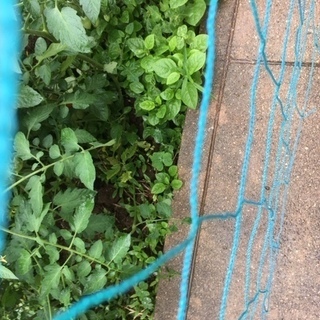 つるむらさき　苗　あげます