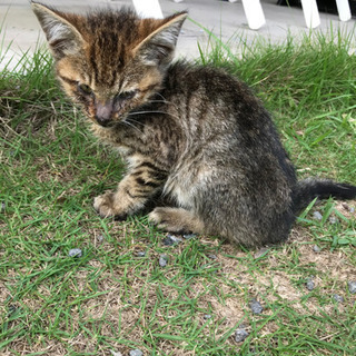 先日掲載した猫ちゃんの兄弟のようです。