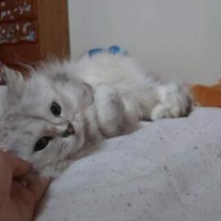 お友達募集(つ´,,>ω<)ω<`,, )