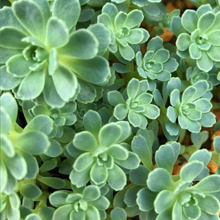多肉植物　希少レアセダム　ローズセダム　抜き苗