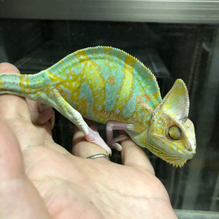 エボシカメレオン、トランスパイド、入荷してますの画像