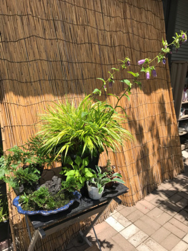 植木まとめ売り