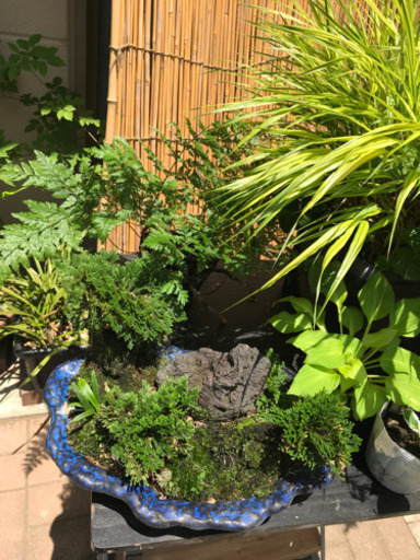 植木まとめ売り