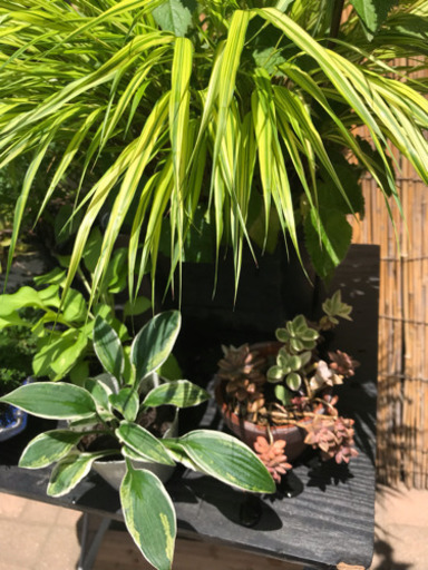植木まとめ売り