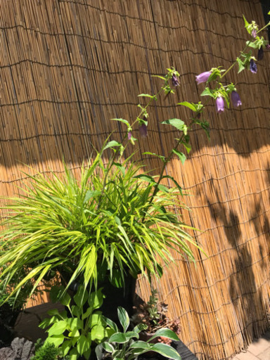植木まとめ売り