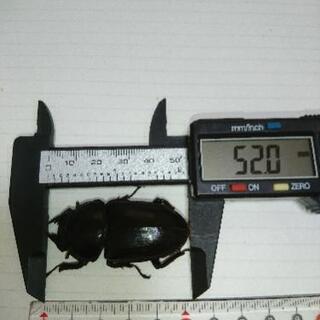 能勢YG オオクワガタ ♀52mm