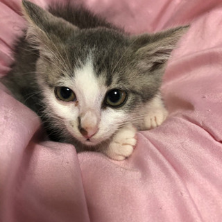 3ヶ月ぐらいの子猫