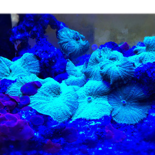 マリンアクアリウム　24点セット【交渉可】【発送可】【バラ売り不可】の画像