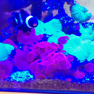 マリンアクアリウム　24点セット【交渉可】【発送可】【バラ売り不可】の画像