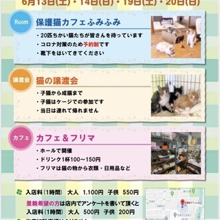 毎週土日は猫の譲渡会☆彡