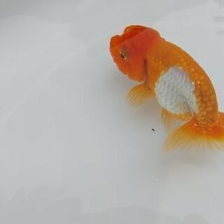らんちゅう稚魚　24匹　1000円！