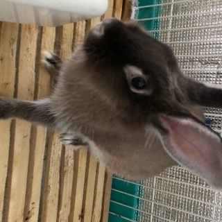 うさぎ（ネザーランド系）