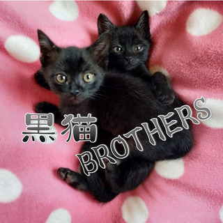 白いパンツを履いた黒猫🐈Brother's