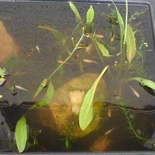 メダカあげます　水草もの画像