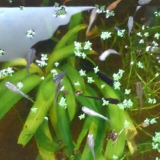 メダカあげます　水草もの画像