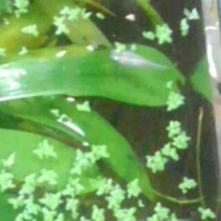 メダカあげます　水草もの画像