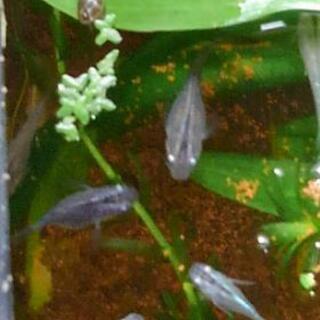 メダカあげます　水草もの画像