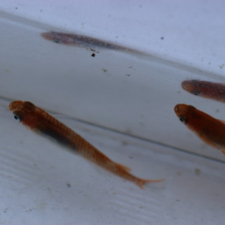 琥珀錦透明鱗メダカの稚魚　1匹１００円の画像