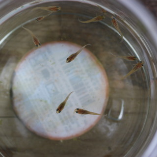 琥珀錦透明鱗メダカの稚魚　1匹１００円の画像