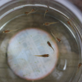 琥珀錦透明鱗メダカの稚魚　1匹１００円の画像