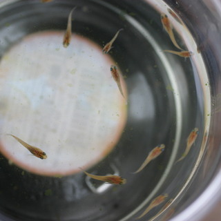 琥珀錦透明鱗メダカの稚魚　1匹１００円の画像