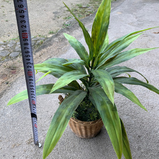 造花　観葉植物　メンテナンス不要の画像