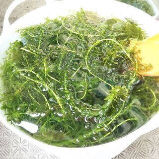 水草(アナカリス)差し上げます
