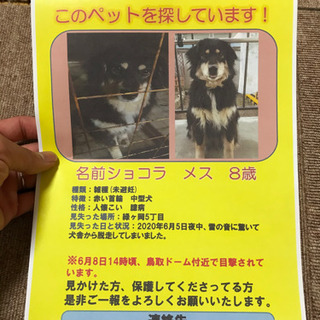 釧路　迷子犬