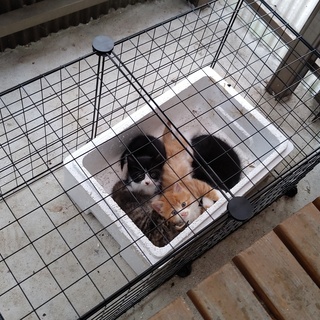 生後1か月以内4匹子猫を保護しました。