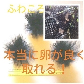 メダカ　沈降型ふわころ産卵床