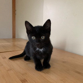 月輪熊みたいな模様の黒猫です。里親様決定❗️