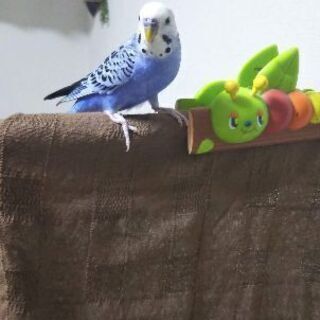 薄紫色のセキセイインコを逃してしまいました