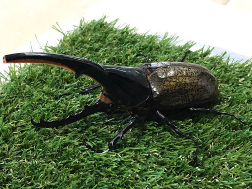 ヘラクレス 成虫ペアセット①（♂B品）♀