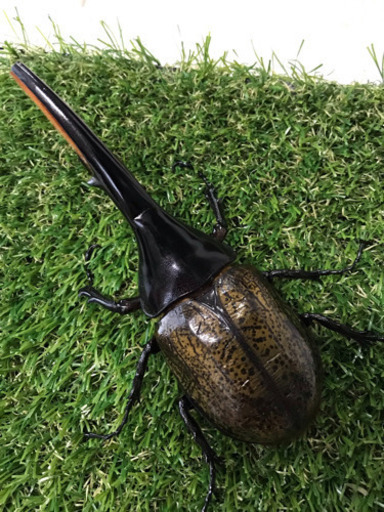 ヘラクレス 成虫ペアセット①（♂B品）♀