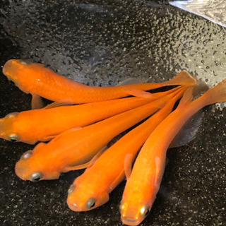 楊貴妃皇帝めだかの卵50粒