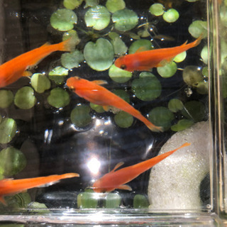 楊貴妃皇帝めだかの卵50粒の画像