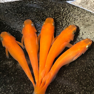 楊貴妃皇帝めだかの卵50粒の画像