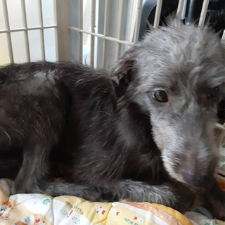 ミックス犬 中型犬 男の子