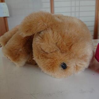 (決まりましたm(__)m)リアルわんちゃん💖の画像