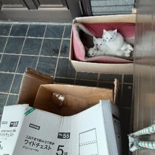 ５月８日生まれ　保健所に届け出済みです　飼い主はいませんでした何...