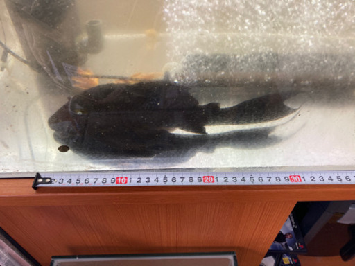 30センチオーバー　ブルーアイプレコ