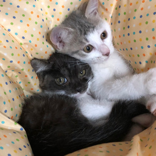 再募集です。２ヶ月の子ねこ💕