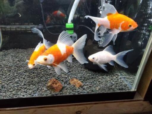 最終値引き　金魚　コメット
