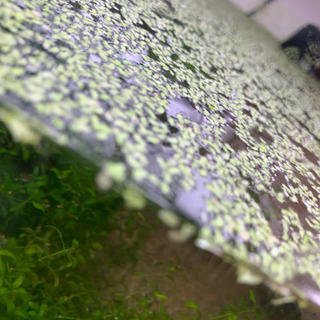 浮き草