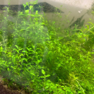 水草　パールグラス