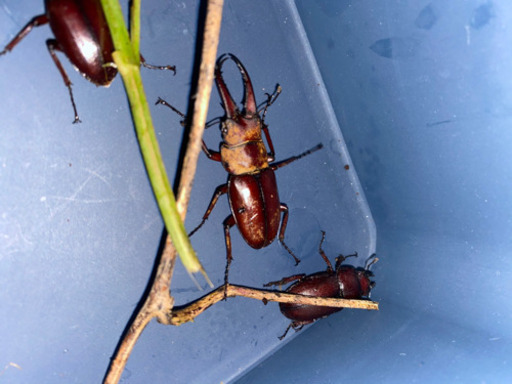 オキナワノコギリクワガタ★キンプン★幻