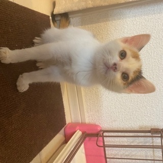 可愛い三毛猫です‼︎