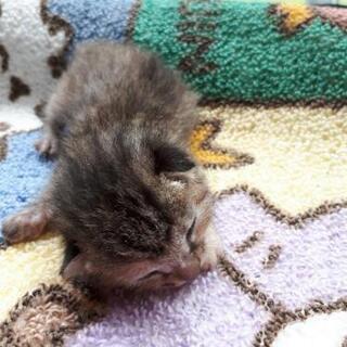 19日に産まれた猫ちゃんです★３ひき