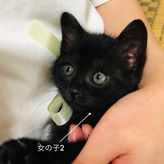 （トライアル中の為、一時募集を停止します）生後約3ヶ月の仔猫です - 猫